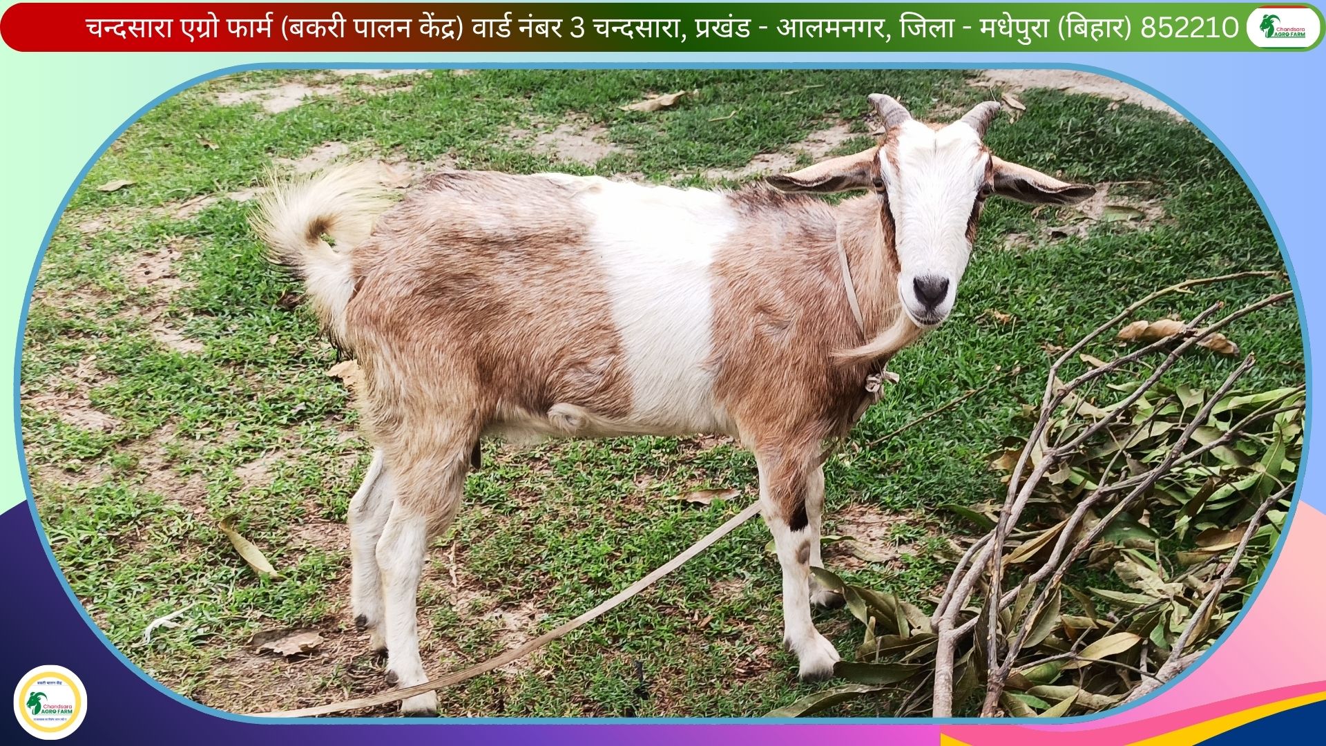 Chandsara Agro Farm (Bakri Farm) 5